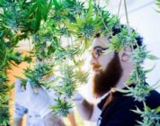 Cannabis 101 For Beginners