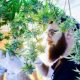 Cannabis 101 For Beginners