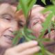 Reverse The Aging Process Using Cannabis