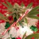 Prepare Your Cannabis Gifts On Christmas